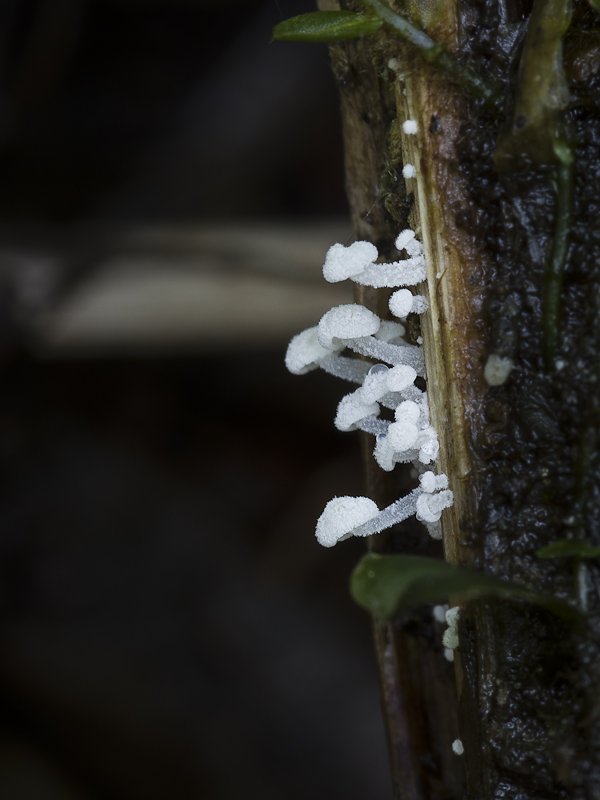 Resinomycena saccharifera